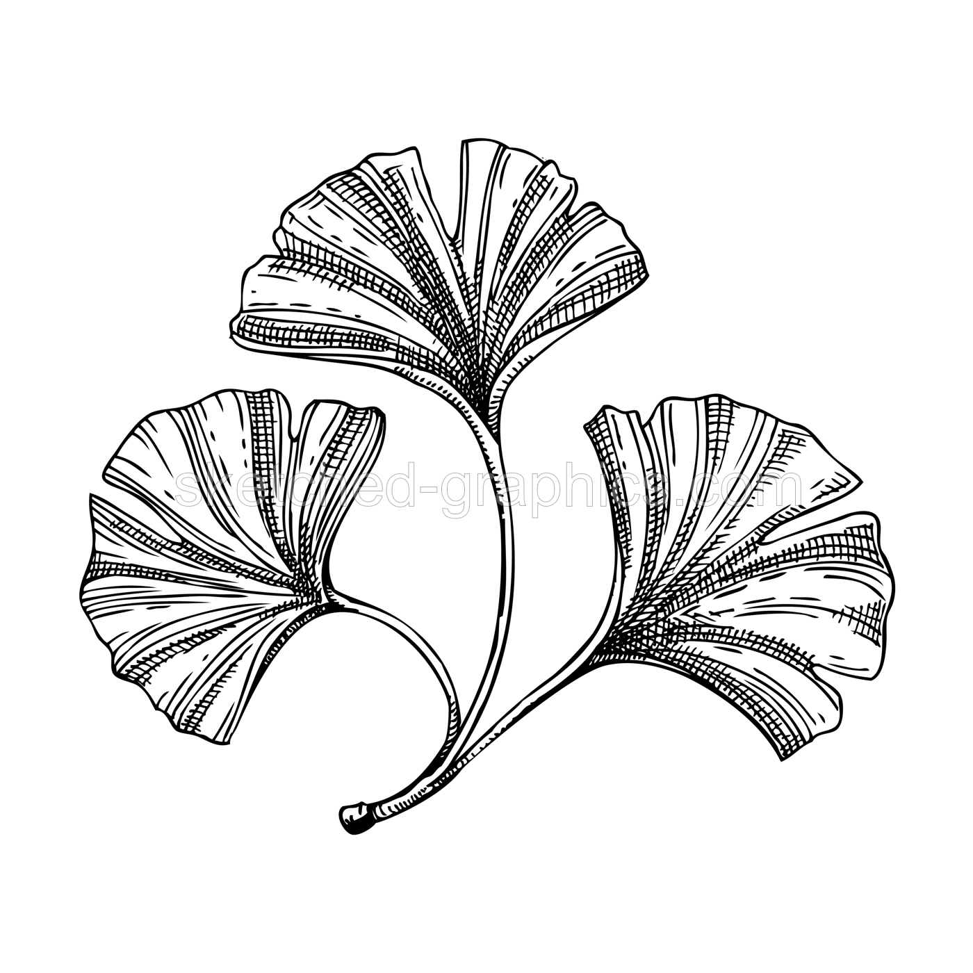 Decorative autumn leaf sketch. Ginkgo biloba foliage sketch. Hand drawn botanical element in sketched style. Ginkgo fall leaves illustrations. For Thanksgiving day design. Illustration